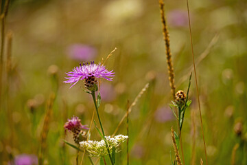 beautiful lilac meadow flowers in summer