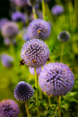 Purple Flowers against dark background close-up shot
