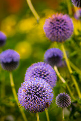 Purple Flowers against dark background close-up shot
