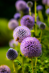 Purple Flowers against dark background close-up shot
