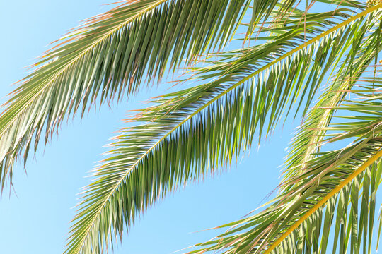 Lush green date palm leaves silhouetted against clear sky
