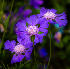 Purple Flowers against dark background close-up shot
