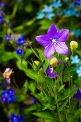 Blue flowers against dark background close-up shot
