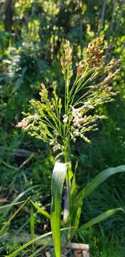 millet cultivation, alternative cereals 