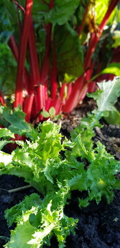 Red ribbed chard leaf in the garden