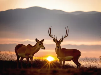 Photo sur Plexiglas Antilope Graceful Encounters: Antelopes Embrace the Setting Sun