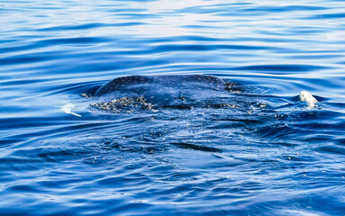Huge whale shark swims on the water surface Cancun Mexico.