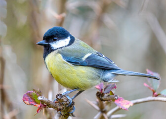 Great Tit (Parus major) Outdoors in Dublin, Ireland
