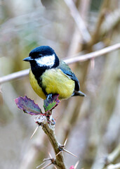 Great Tit (Parus major) Outdoors in Dublin, Ireland