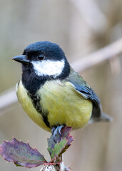 Great Tit (Parus major) Outdoors in Dublin, Ireland