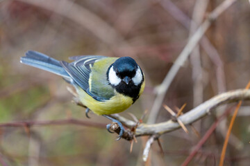 Great Tit (Parus major) Outdoors in Dublin, Ireland