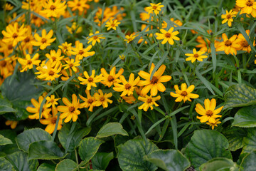 zinnia flowers close up