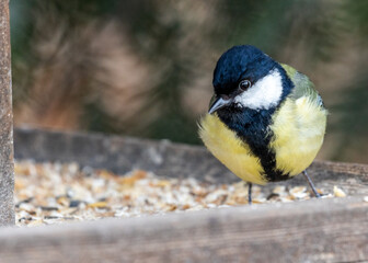 Great Tit (Parus major) Outdoors in Dublin, Ireland