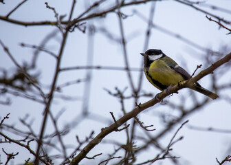 Great Tit (Parus major) Outdoors in Dublin, Ireland