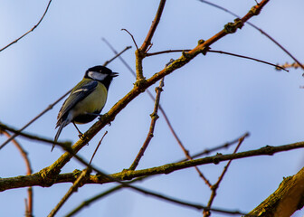 Great Tit (Parus major) Outdoors in Dublin, Ireland