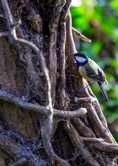 Great Tit (Parus major) Outdoors in Dublin, Ireland