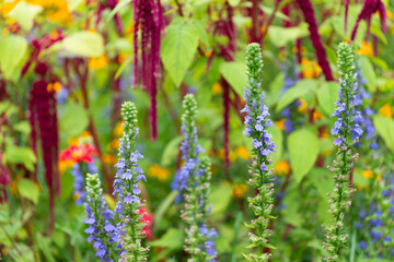 flower spikes with purple blossoms and Amaranthus caudatus or "love lies bleeding" or "tassel flower" in the background