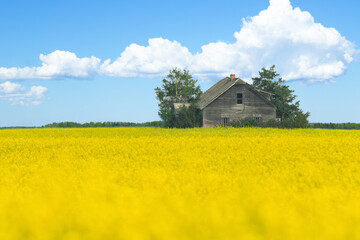 Abandoned wooden house in blooming yellow canola field.