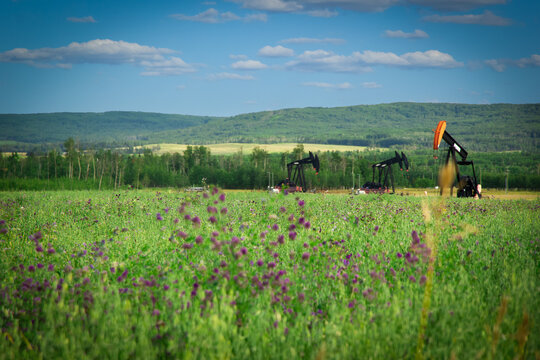 Grass field with alfalfa, pumpjack and green hills in the background.