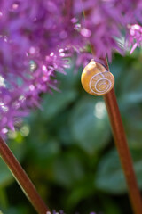 Snail on a stem on pink, violet garden flower in summer.