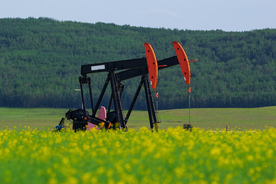 Oil well in the blooming canola field and forest in the background.