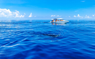 Huge whale shark swims on the water surface Cancun Mexico.