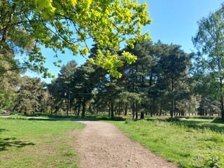 Fototapeta na wymiar Green park with trees and a path