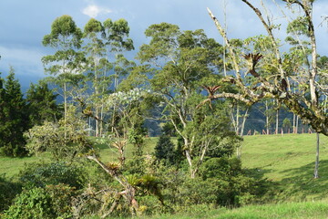 Fototapeta premium Tropical wet green forest with lush trees, plants and cloudy skies