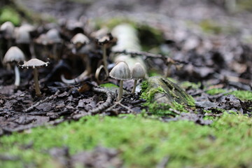 mushrooms in the forest