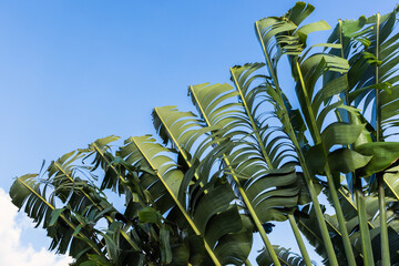 Green leaves of palm tree are under blue sky. Ravenala
