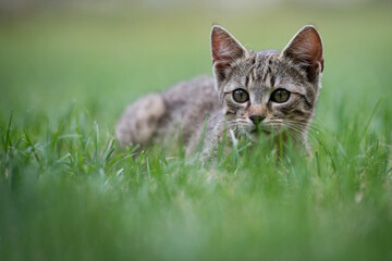 Cute gray kitty lying on green grass in the garden