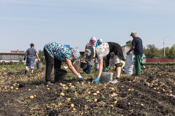 Potato plantation and farmers picking potatoes dug up by a tractor.Agroindustry and agribusiness.The concept of a successful agricultural business and a rich potato harvest.Harvest time.