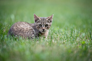 Naklejka na ściany i meble Cute gray kitty lying on green grass in the garden