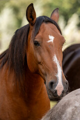 Naklejka premium horse portrait heads in paddock paradise beautiful equine