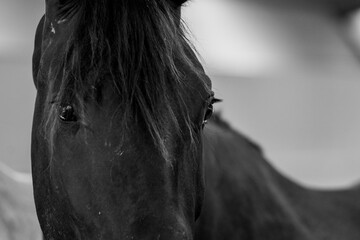 horse portrait heads in paddock paradise beautiful equine