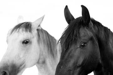 Obraz premium horse portrait heads in paddock paradise beautiful equine