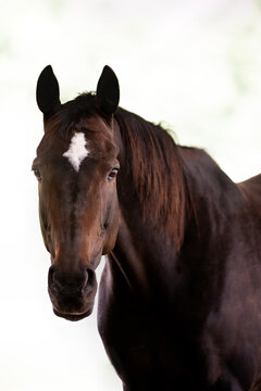 horse portrait heads in paddock paradise beautiful equine kwpn mare