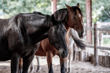 Obraz premium horse portrait heads in paddock paradise beautiful equine