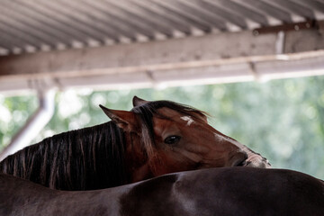 horse portrait heads in paddock paradise beautiful equine