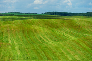 Fluffy white clouds over a young agricultural field.  Hilly fields against the background of the forest illuminated by the setting sun.
