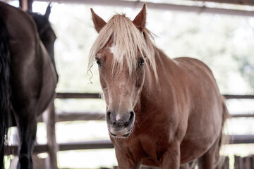 Fototapeta premium horse portrait heads in paddock paradise beautiful equine