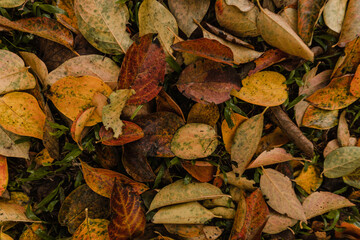 autumn leaves