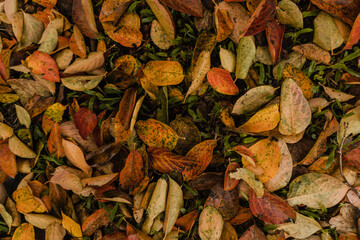 autumn leaves