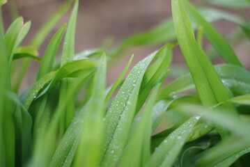 Green morning grass with dew drops 
