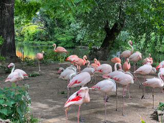 group of flamingos