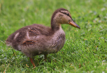 Baby Mallard Duck