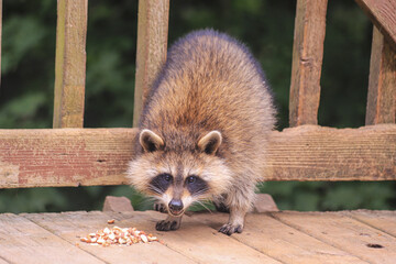 Little Rascal Raccoon
