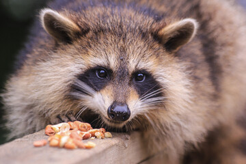 Face Shot of Raccoon