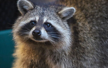 Close Up of Raccoon Face