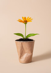 A flower in a paper cup filled with earth on a beige background. The concept of environmental pollution. Land pollution.